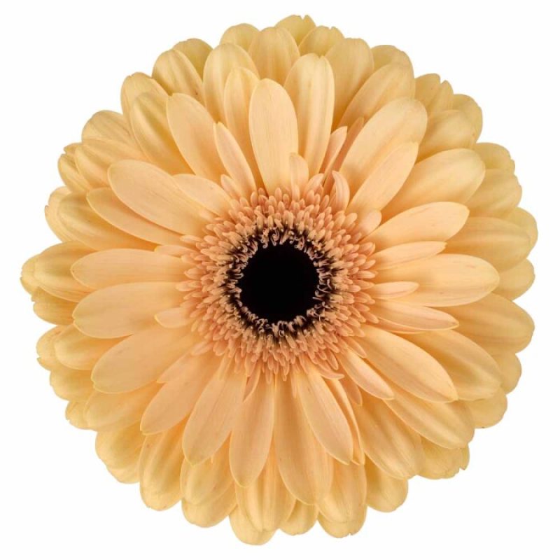 gerbera alpaca