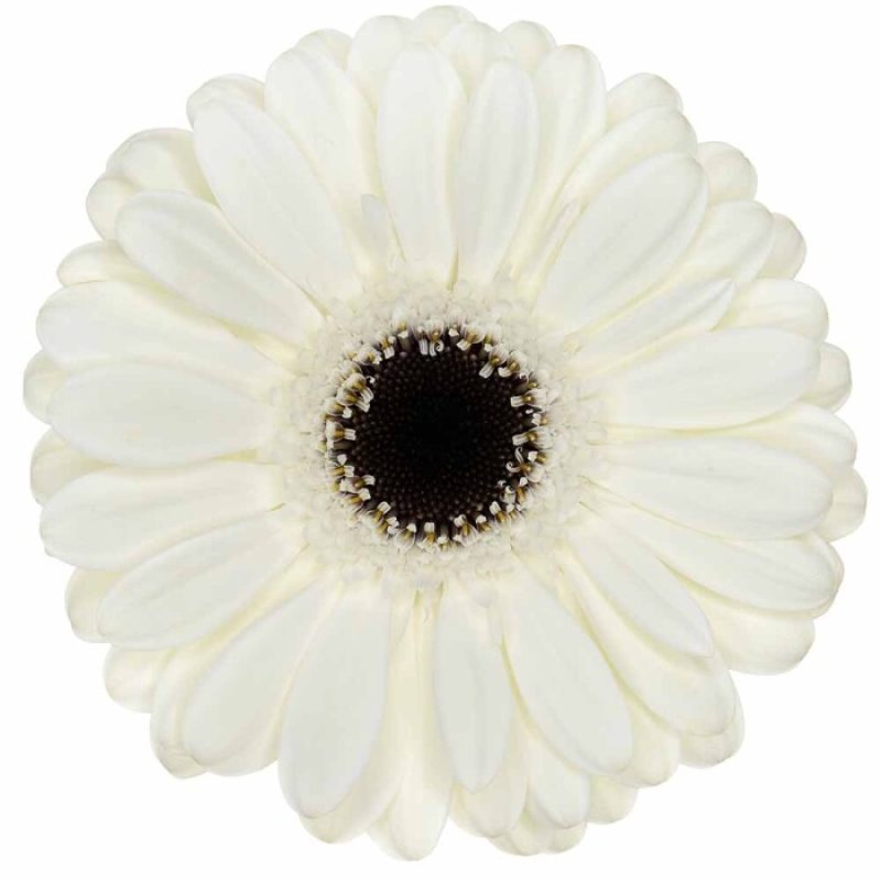 gerbera culinan