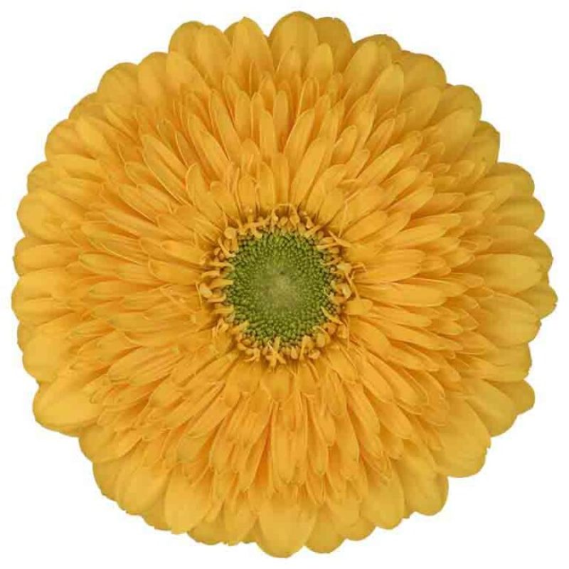 gerbera honey ball