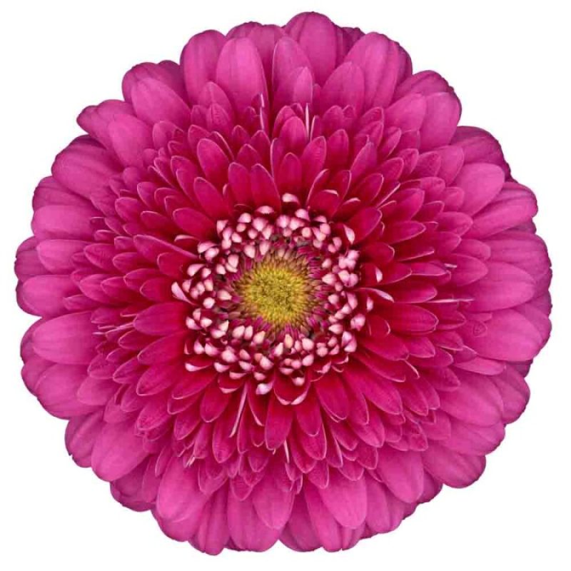 gerbera magic ball