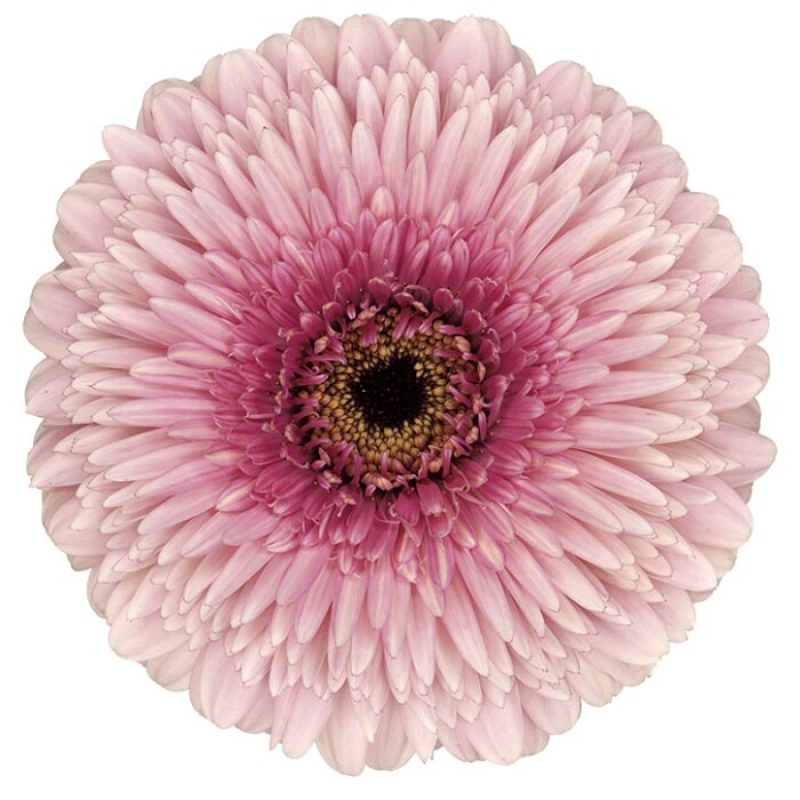 gerbera mayball