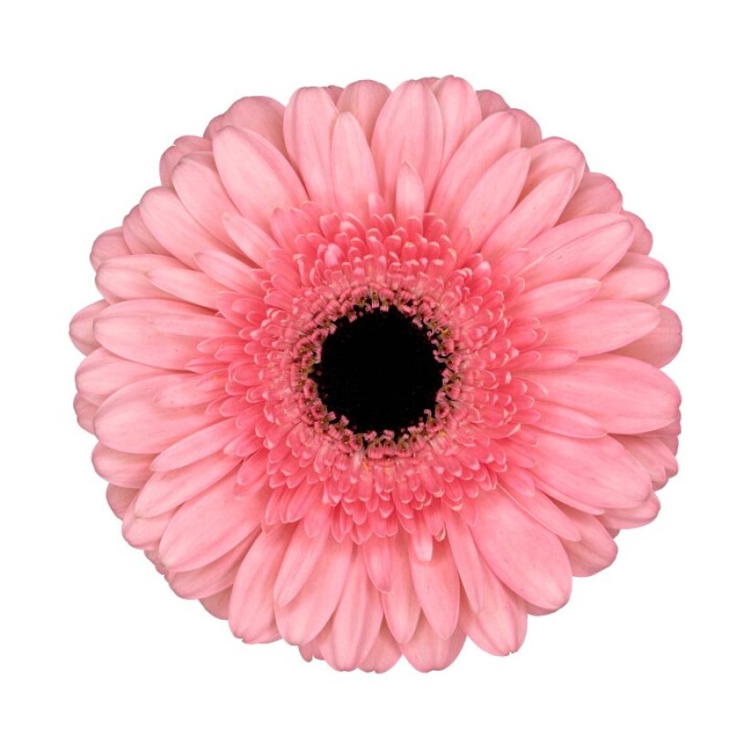 gerbera pink lake
