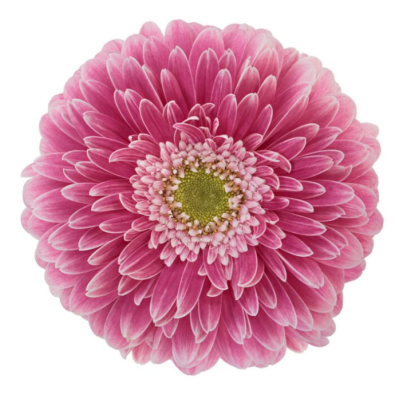 gerbera powerball