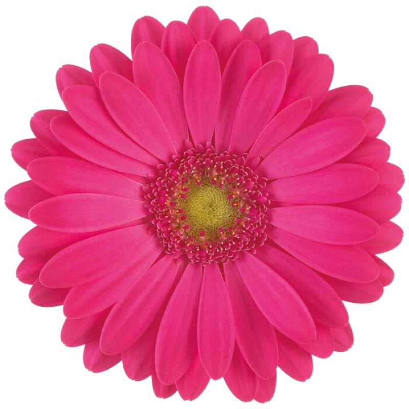 gerbera rihanna