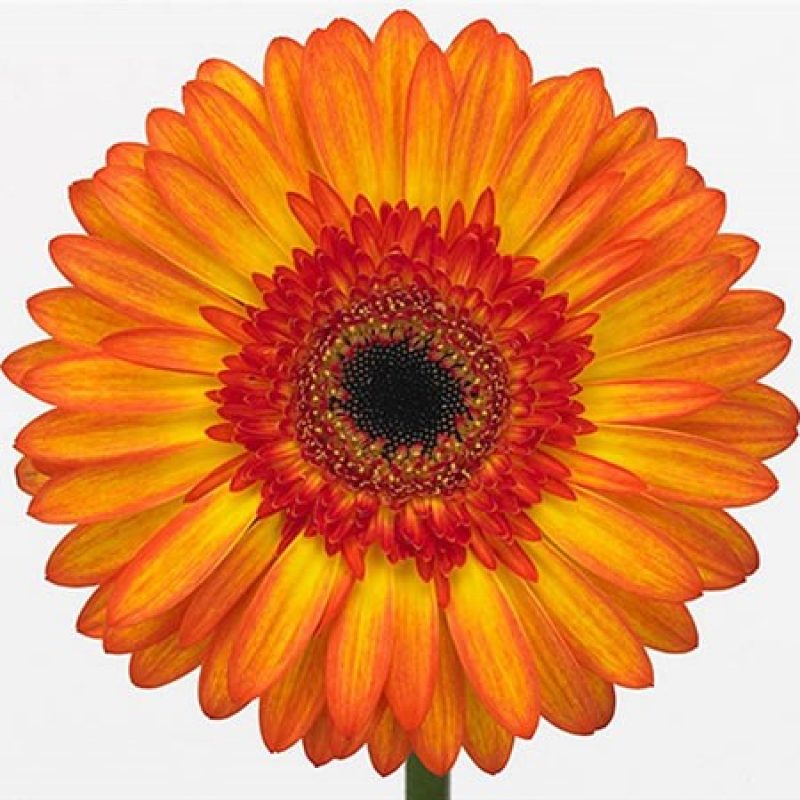 gerbera sunspot